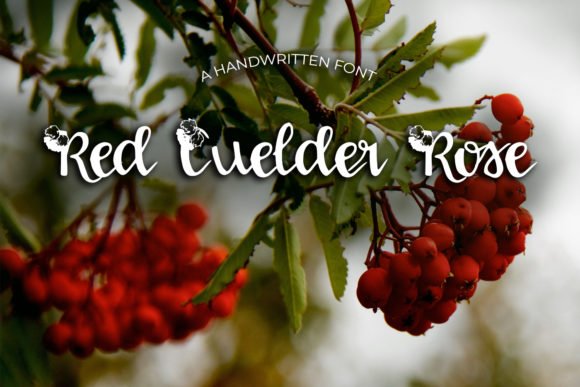 Red Guelder Rose Font - Featured Image